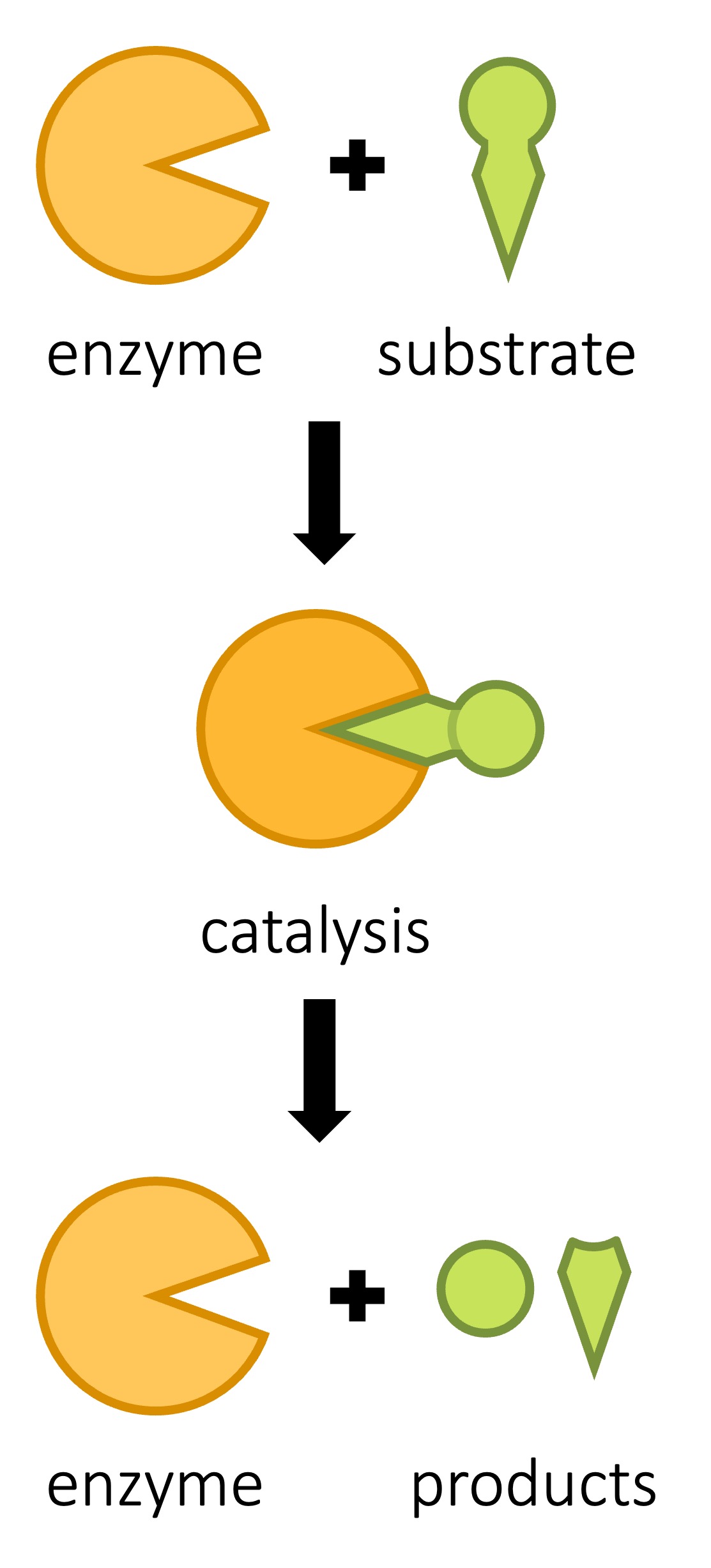 After An Enzyme Reaction Is Completed The Enzyme Enzyme